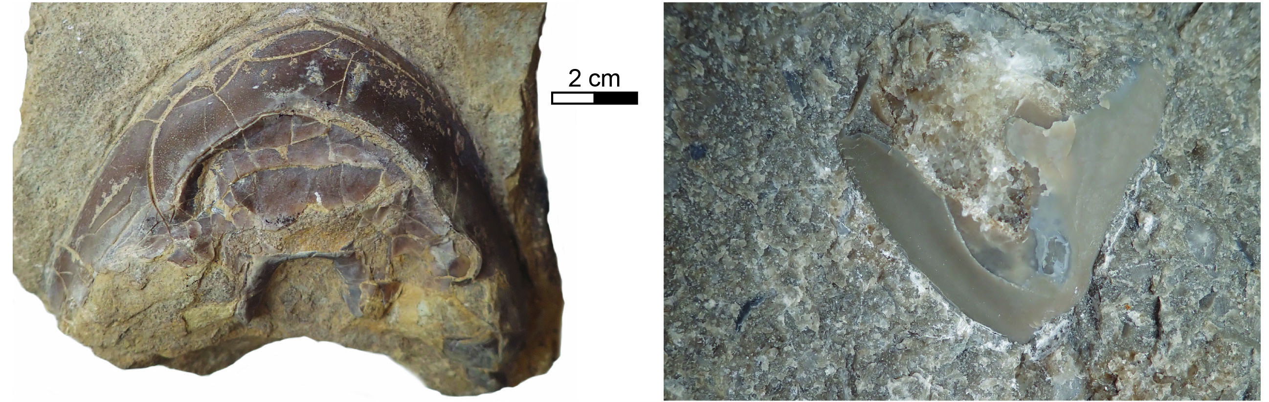 Isotelus molt fragments